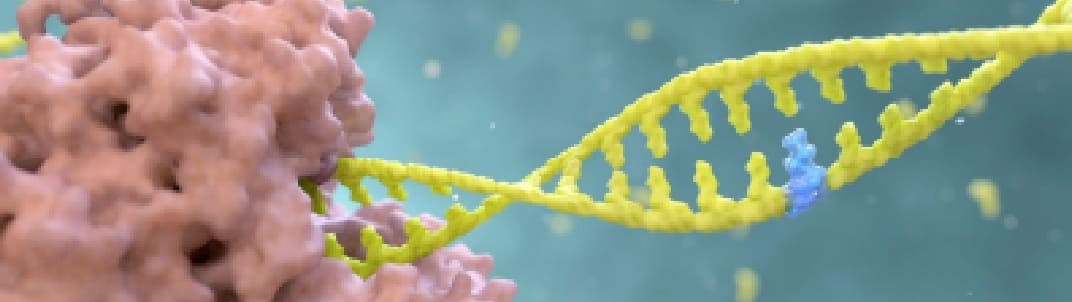 RDV-TP in the template viral RNA