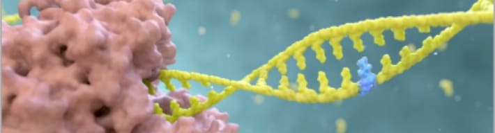 RDV-TP in the template viral RNA